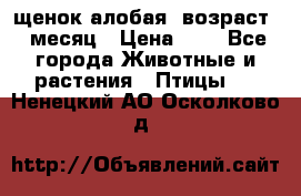 щенок алобая .возраст 1 месяц › Цена ­ 7 - Все города Животные и растения » Птицы   . Ненецкий АО,Осколково д.